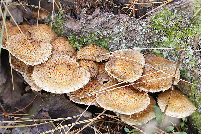 毛鳞菇(Pholiota squarrosa)